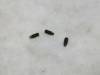Blata Clutch Screw